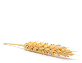 principio attivo proteine del grano